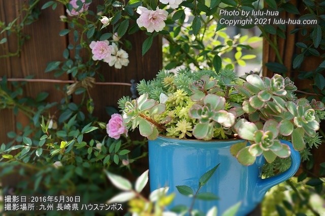 ミニバラの寄せ植えの写真