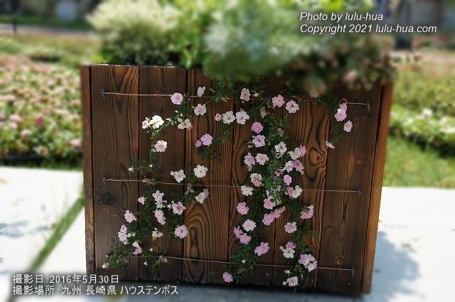 バラ 夢乙女をしだれるように誘引している様子の写真　ハウステンボスで撮影