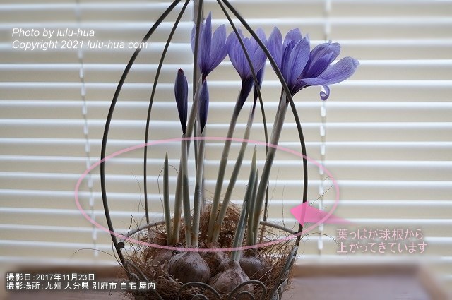 サフランの花の真下まで、葉っぱが上がってきている様子の写真