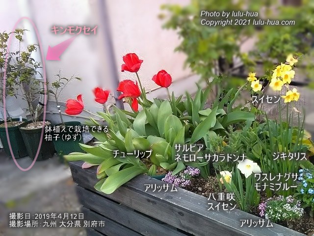 キンモクセイの苗をスリット鉢へ植え替え、エアコンの室外機の横に置いている様子の写真