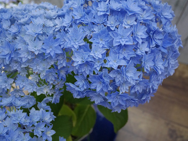 アジサイ アルタイル Hydrangea Macrophylla ガーデニングの便利帳 ルルファ