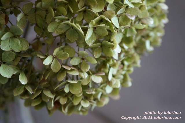 ピンクのアナベル２ ドライフラワーのつくりかた ガーデニングの便利帳 ルルファ