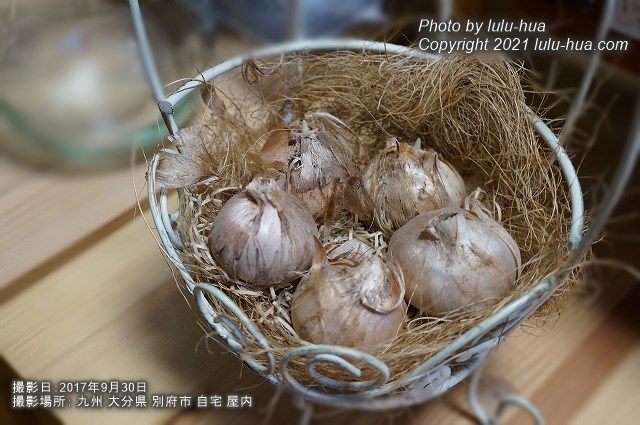 サフランの球根が、鳥の巣のような籠に、鳥の卵のように置かれている様子の写真