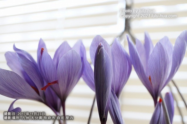 サフランの花を真横から見た様子の写真