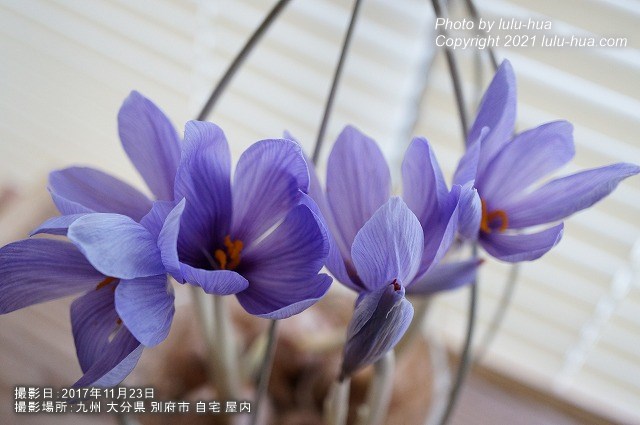 雌しべを収穫した後のサフランの花の様子の写真