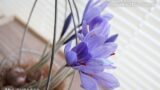 サフランが満開に開花し、窓辺から降り注ぐ太陽の光に向かって花開いている様子の写真