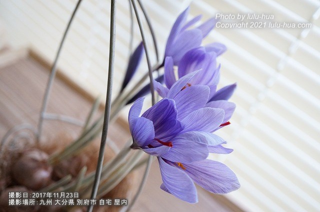 サフランが満開に開花し、窓辺から降り注ぐ太陽の光に向かって花開いている様子の写真