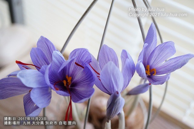 サフランの花から赤いめしべが現れている様子の写真