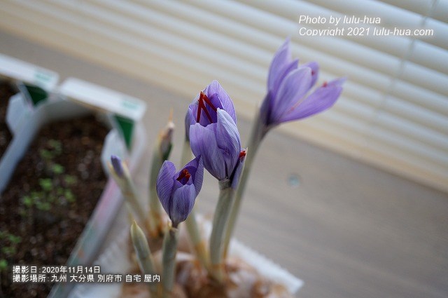 サフランの球根が開花しはじめた様子の写真