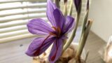 2020年11月16日、九州大分県別府市の自宅屋内で、大きく開花したサフランの花の様子の写真