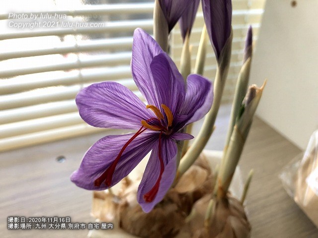 2020年11月16日、九州大分県別府市の自宅屋内で、大きく開花したサフランの花の様子の写真