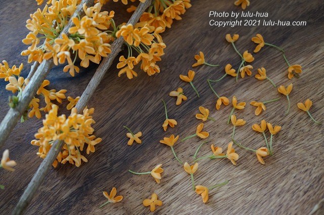 キンモクセイの花が咲く枝と、小さな一輪の花弁の様子が写った写真