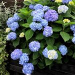 アジサイ、エンドレスサマーザオリジナルの写真。DIY木工で作ったレイズベッドで満開に咲いている様子の写真