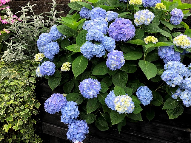 アジサイ、エンドレスサマーザオリジナルの写真。DIY木工で作ったレイズベッドで満開に咲いている様子の写真