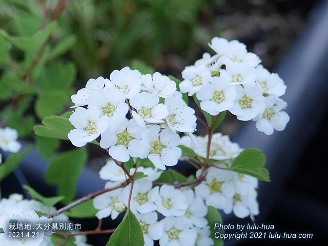 ミツデイワガサの花房の写真