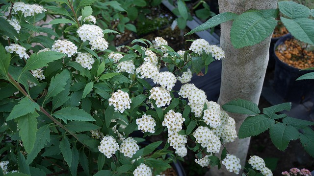 満開に咲く’こでまり’の花の画像