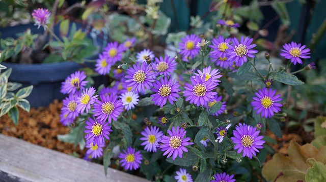 ノコンギクの花