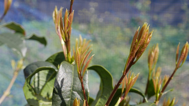 キンモクセイの新芽の芽吹きの画像