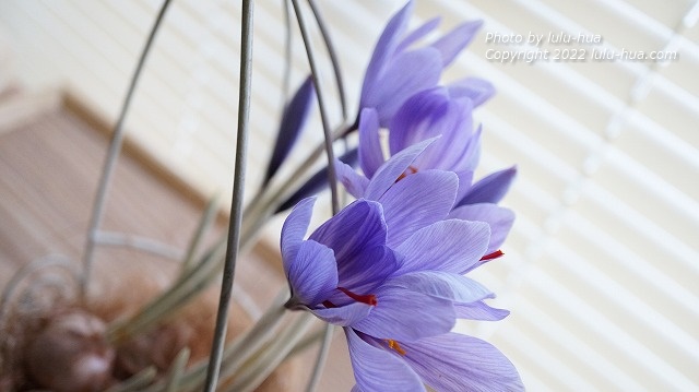 窓辺で花咲くサフランの画像