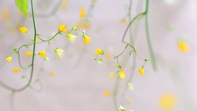 メラスフェルラの花が咲いている様子