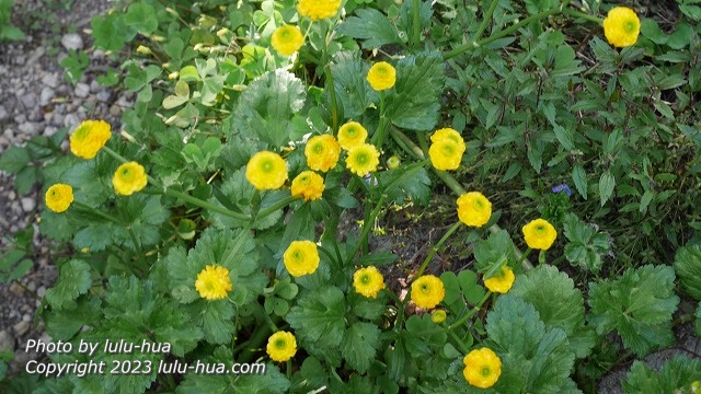 ラナンキュラス ゴールドコイン－Ranunculus repens cv. Gold Coin