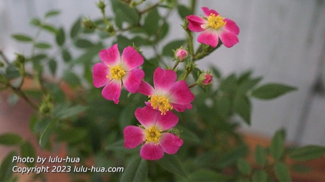 バラ　ローラアシュレイの花の写真