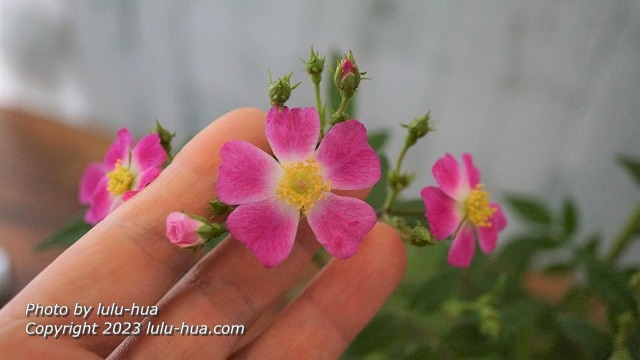 手でバラ　ローラアシュレイをの花の大きさを表している様子