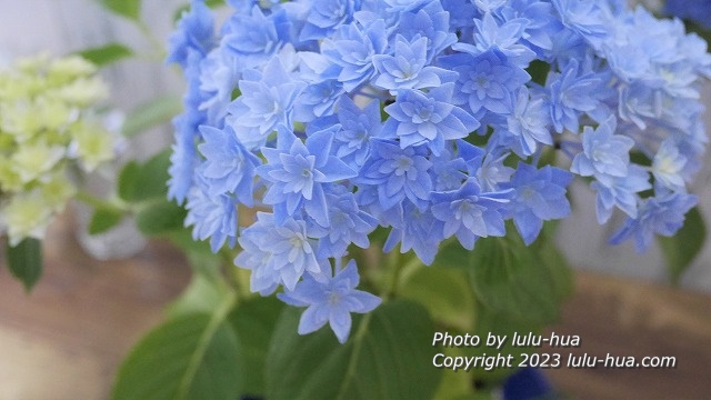 満開に開花する紫陽花アルタイルの画像