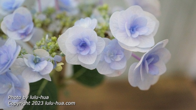 アジサイ　シェリーの花が満開に咲いている様子