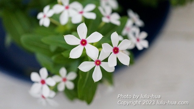 フェアリースター　ホワイト 小さな花１輪 アップの写真