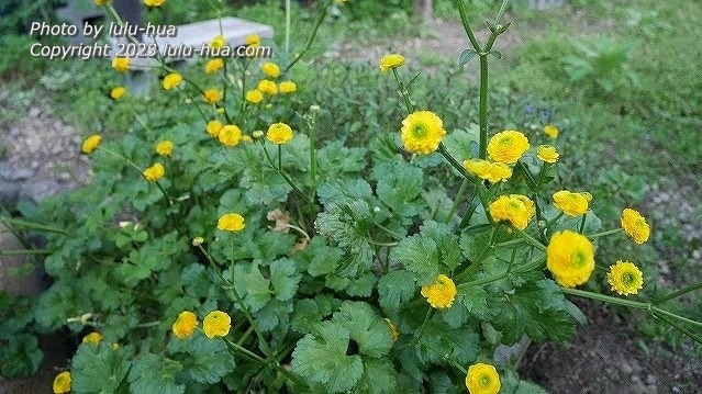 ラナンキュラス ゴールドコイン－Ranunculus repens cv. Gold Coin