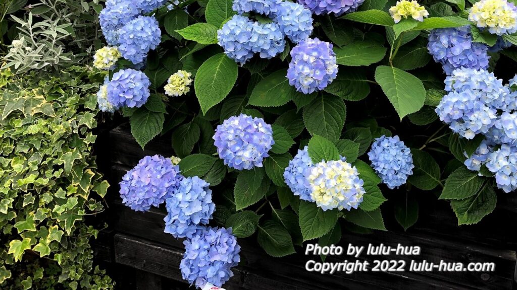 ② 額紫陽花 挿し木用 挿し穂 ガクアジサイ２本 だるまに変更可能