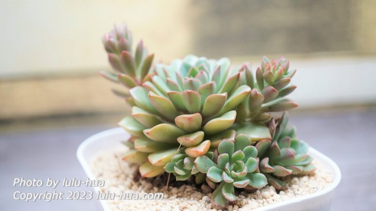 セデベリア・ダリーダールの全体を斜め横から撮影した株姿（多肉植物図鑑）