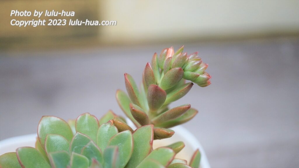 セデベリア・ダリーダールの花芽が上がる様子
