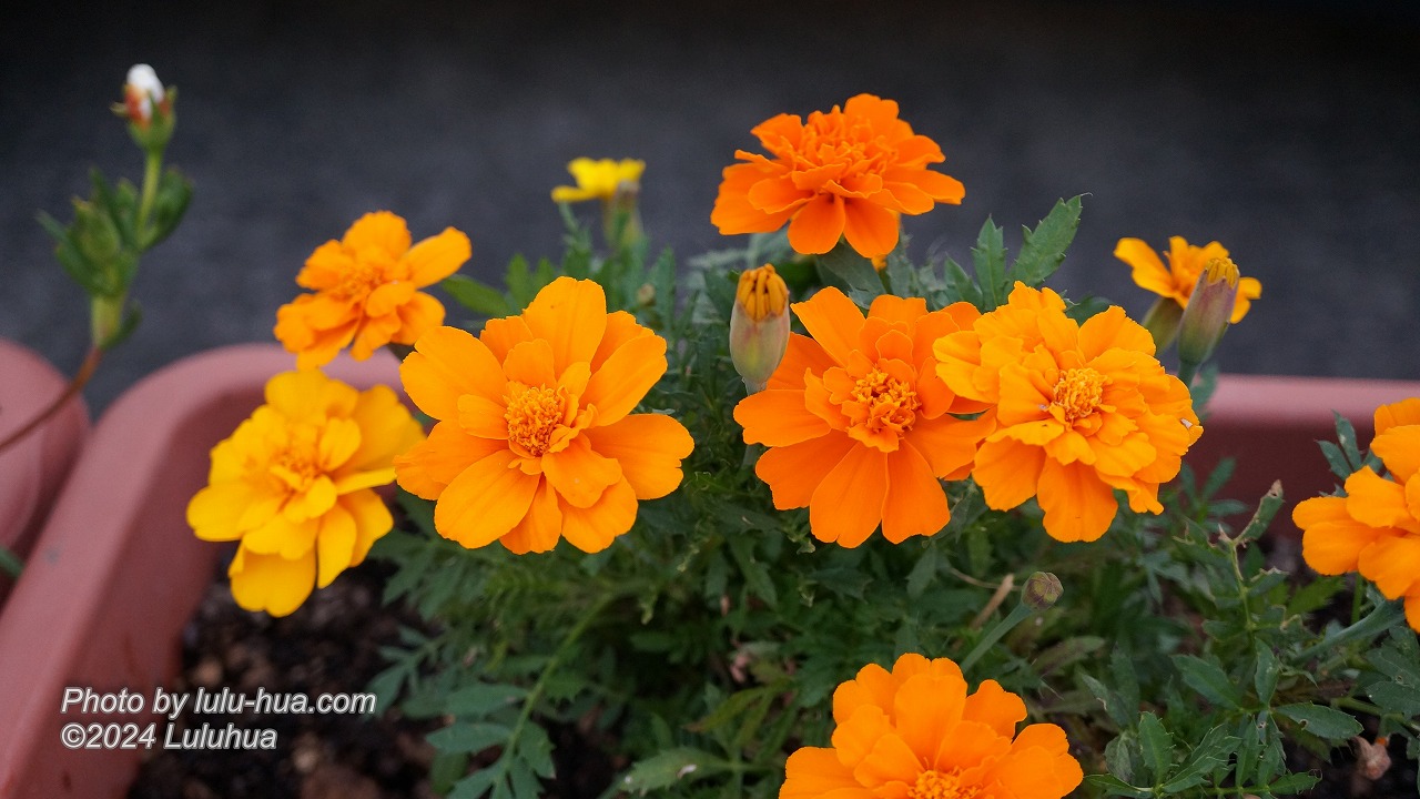 オレンジ色をしたマリーゴルドの花の写真