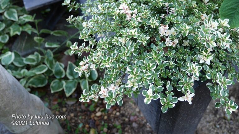 タイム　ドレスホワイトがレイズベッドで茂っている様子の写真