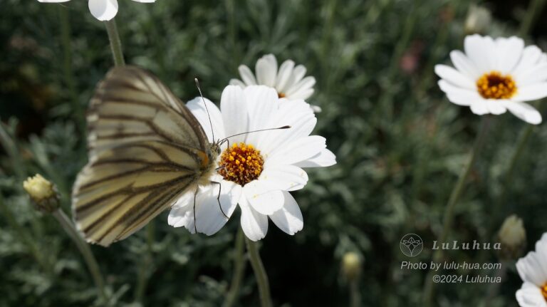 アフリカンアイズの花の蜜を吸っているスジグロシロチョウの写真