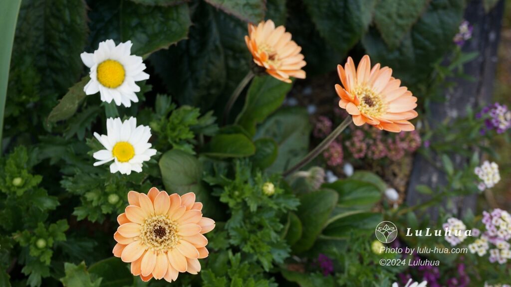 レイズベッドで満開に咲くガーベラの写真