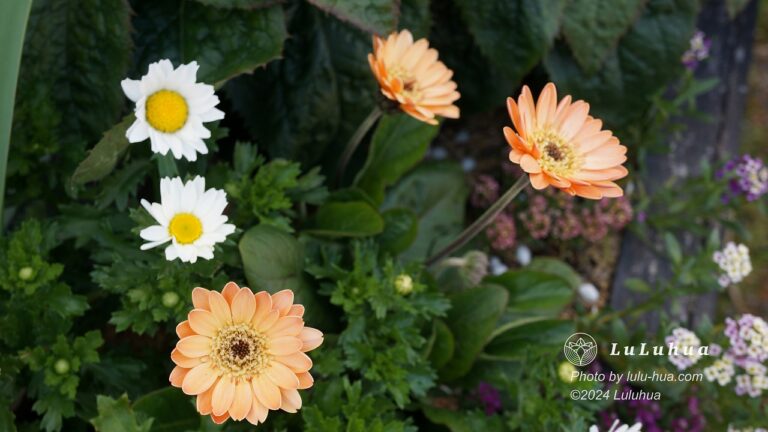 レイズベッドで満開に咲くガーベラの写真