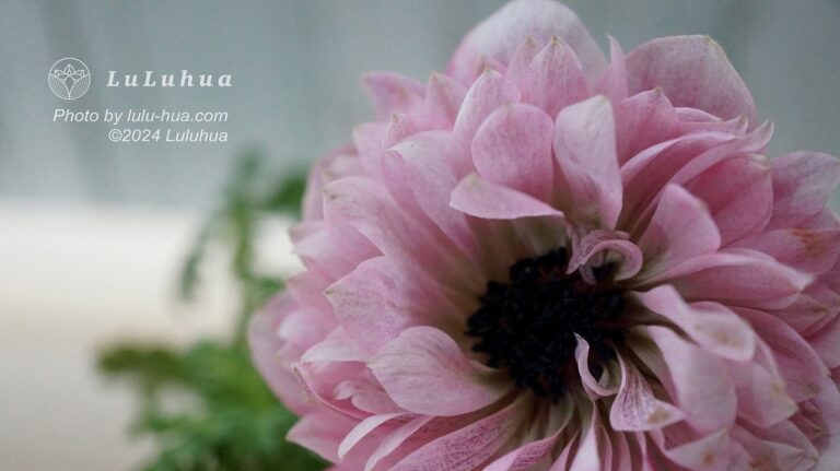 アネモネアンアリスが開花している様子の写真