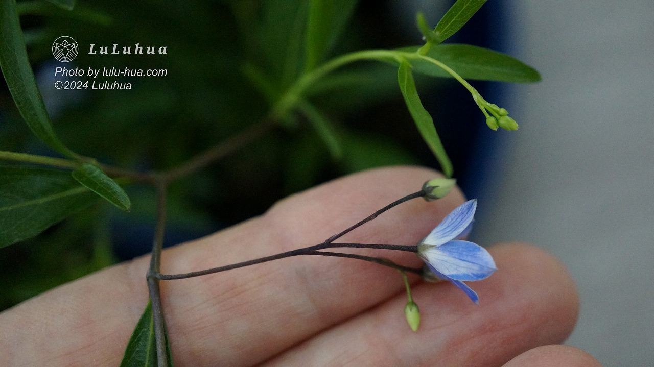 手に乗せたオーストラリアンブルーベルズの花の写真