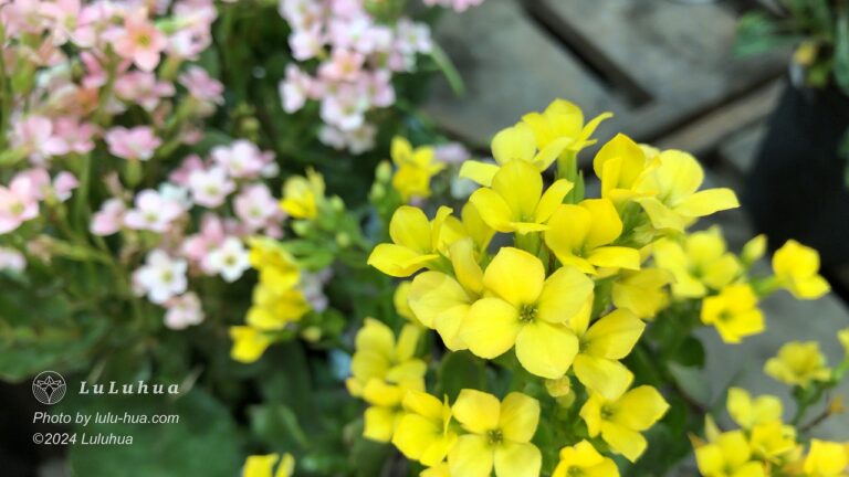 黄色いカランコエの花が満開に咲いている様子の写真