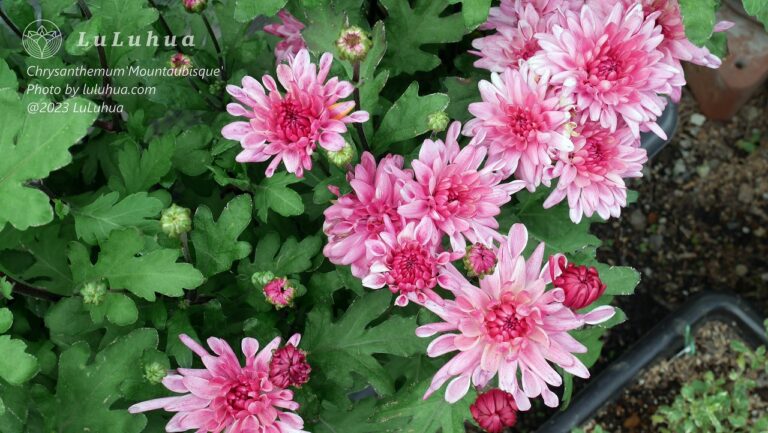 クリサンセマム　マウントービスクが満開に咲いている様子の写真