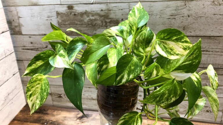 ポトス’ゴールデン’を室内で栽培している様子の写真