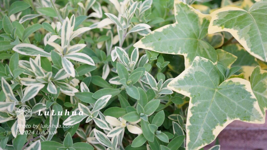 イングリッシュアイビー別名ヘデラの写真