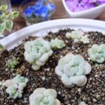 多肉植物’バブルガムをテイクアウト容器を再利用して植えている様子