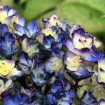 あじさいチクシノカゼの花の写真