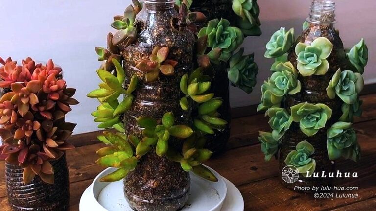 多肉植物メイゲツをペットボトルに植えこんだ画像