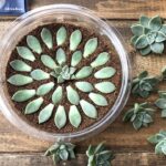 多肉植物グラプトベリアの薄氷を葉挿ししている様子の画像