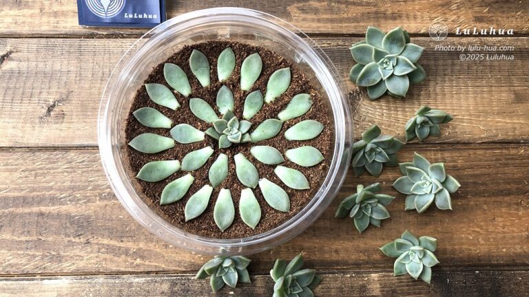 多肉植物グラプトベリアの薄氷を葉挿ししている様子の画像